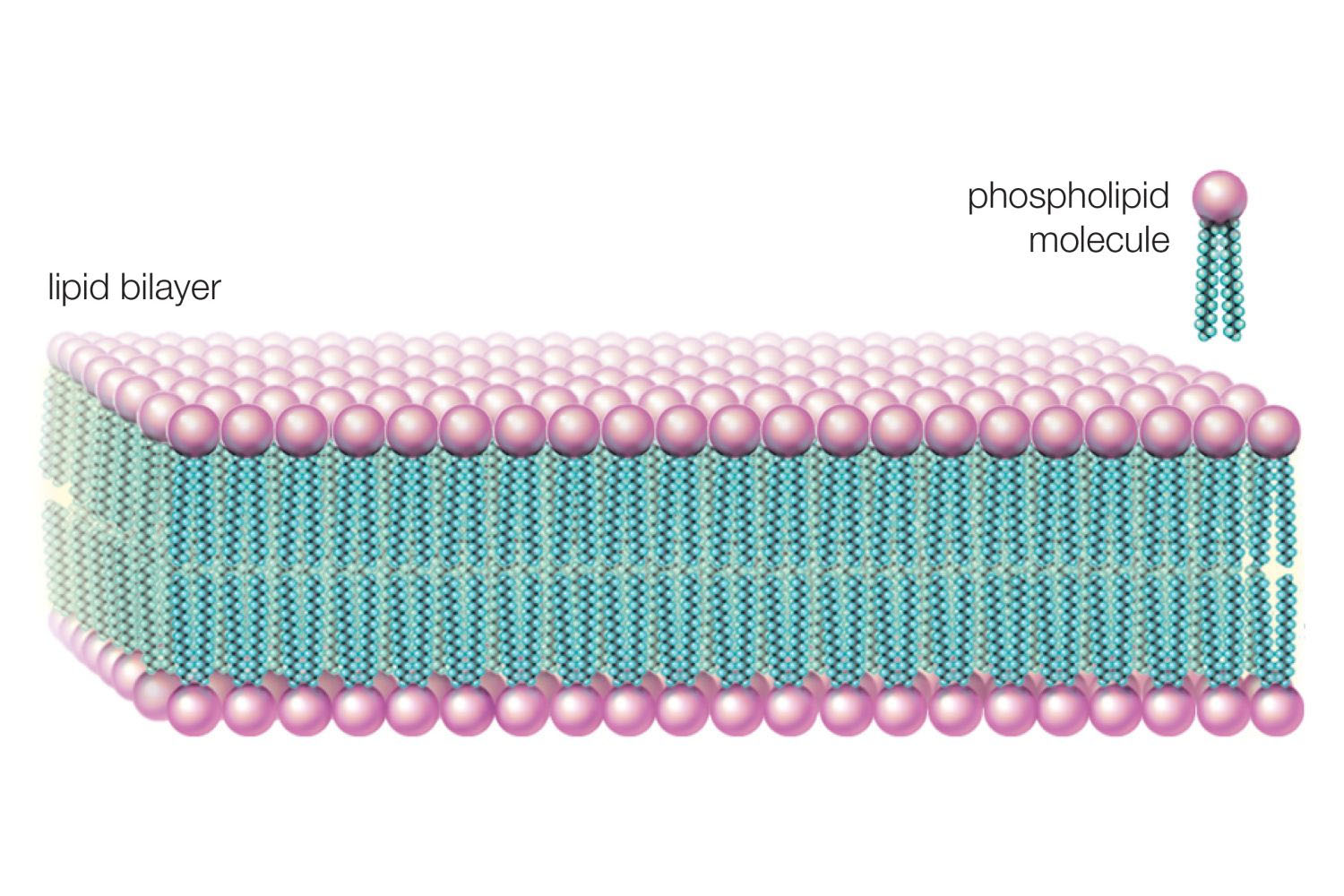 phospholipides